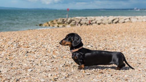 Smooth haired dachshund puppies clearance